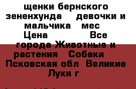 щенки бернского зененхунда. 2 девочки и 2 мальчика(2 мес.) › Цена ­ 22 000 - Все города Животные и растения » Собаки   . Псковская обл.,Великие Луки г.